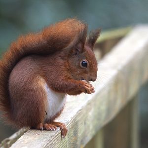 European Red Squirrel at Nant y Pandy/The Dingle, Llangefni, Anglesey, 19th February 2023