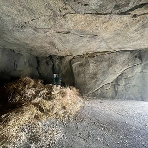 “Hibernating” Brown Bear inside Den