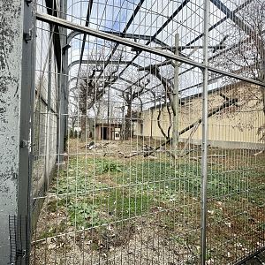Andean Condor Exhibit