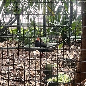 Crested Wood Partridge