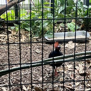 Crested Wood Partridge