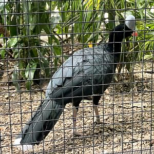 Horned Curassow