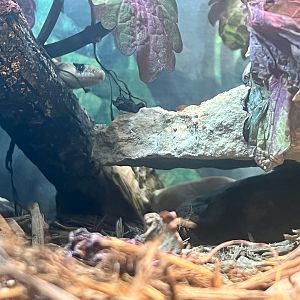 Arizona Mountain Kingsnake