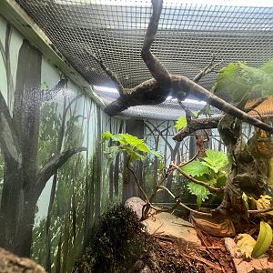 Spiny-Headed Tree Lizard