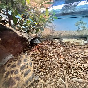 Madagascar Spider Tortoise