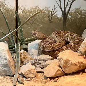 Catalina Island Rattlesnake
