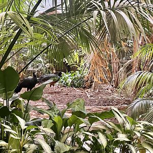 Blue-billed Curassow
