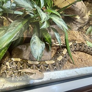 Western Gabon Viper