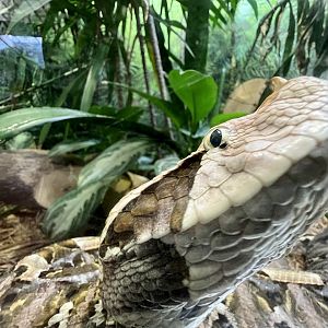 Western Gabon Viper