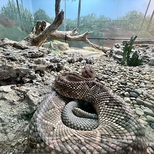 Aruba Island Rattlesnake