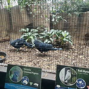 Victoria Crowned Pigeons