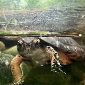Spotted Turtle