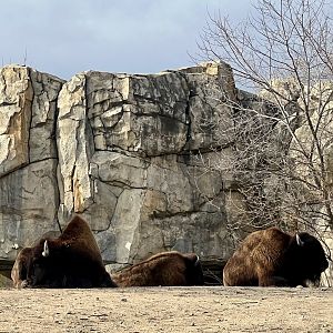 Plains Bison