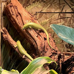 Green Tree Skinks