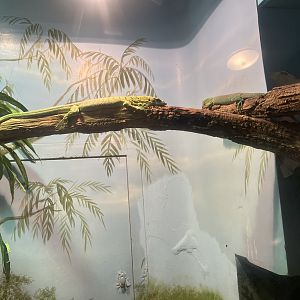 Green Tree Monitors