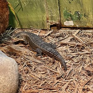 Round Nosed Plated Lizard
