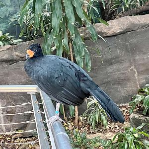Wattled Curassow