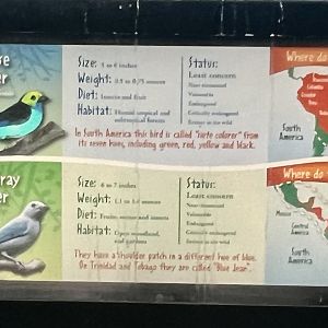 Bird ID Sign