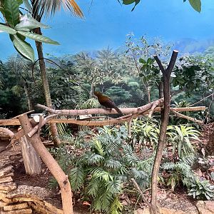 Andean Cock-of-the-Rock