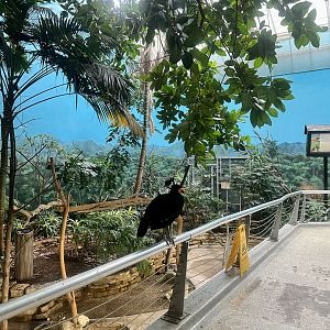 Aviary