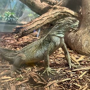 Weber’s Crested Lizard