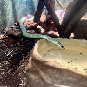 Baron’s Green Racer