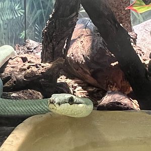 Baron’s Green Racer