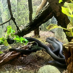 Eastern Indigo Snake