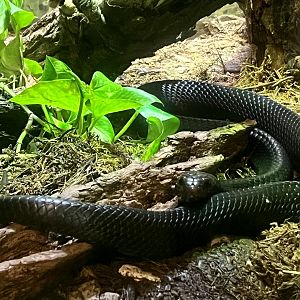 Eastern Indigo Snake