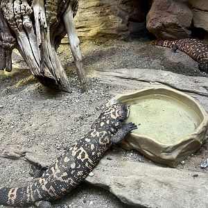 Gila Monsters