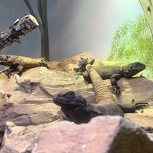 Baja Blue Rock Lizards