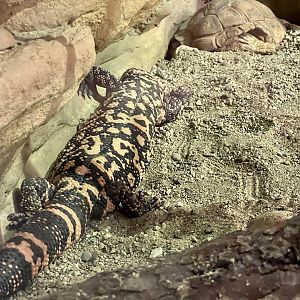 Gila Monster