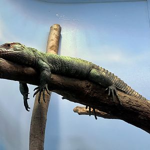 Northern Caiman Lizard