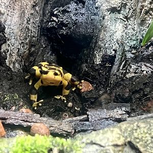 Panamanian Golden Frog