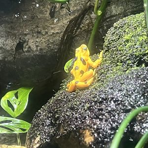 Panamanian Golden Frog