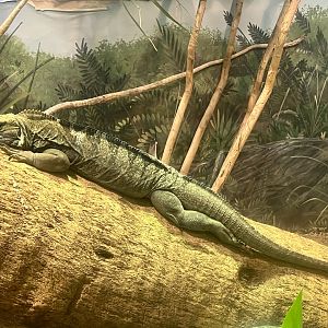Jamaican Iguana