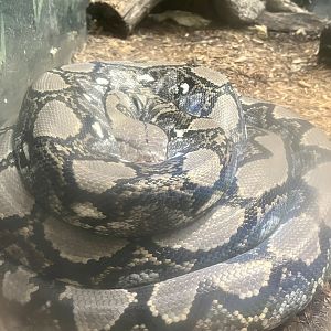 Reticulated Python