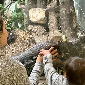 Reticulated Python interaction