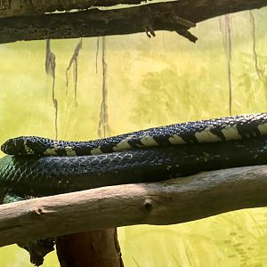 Chicago Garter Snake (?)