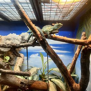 Green Crested Basilisk