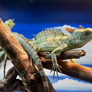 Green Crested Basilisk