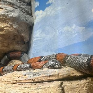 Grey Banded Kingsnake
