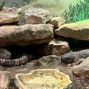 Mexican Beaded Lizards