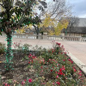 Festive Flowers and Lights