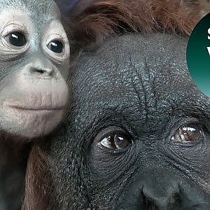 Orangutan Jazz With Both Babies In Front Of The Window