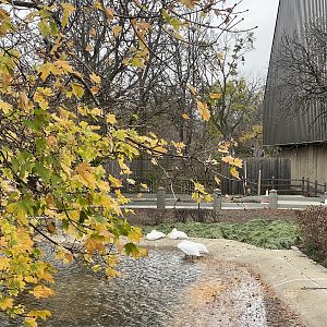 American White Pelicans