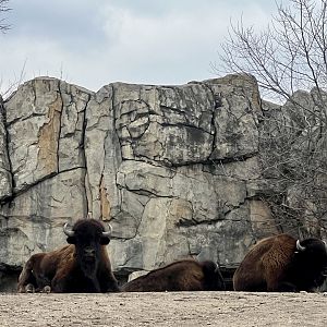 Plains Bison