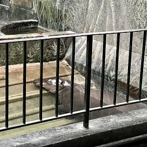 Pygmy Hippopotamus