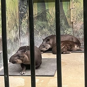 Lowland Tapirs