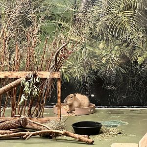 Capybara Stall